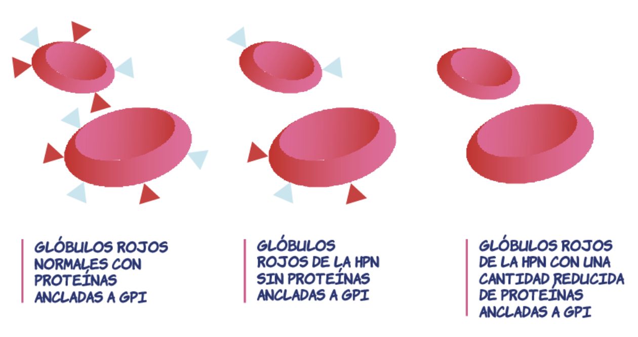 Gráfico descriptivo de glóbulos